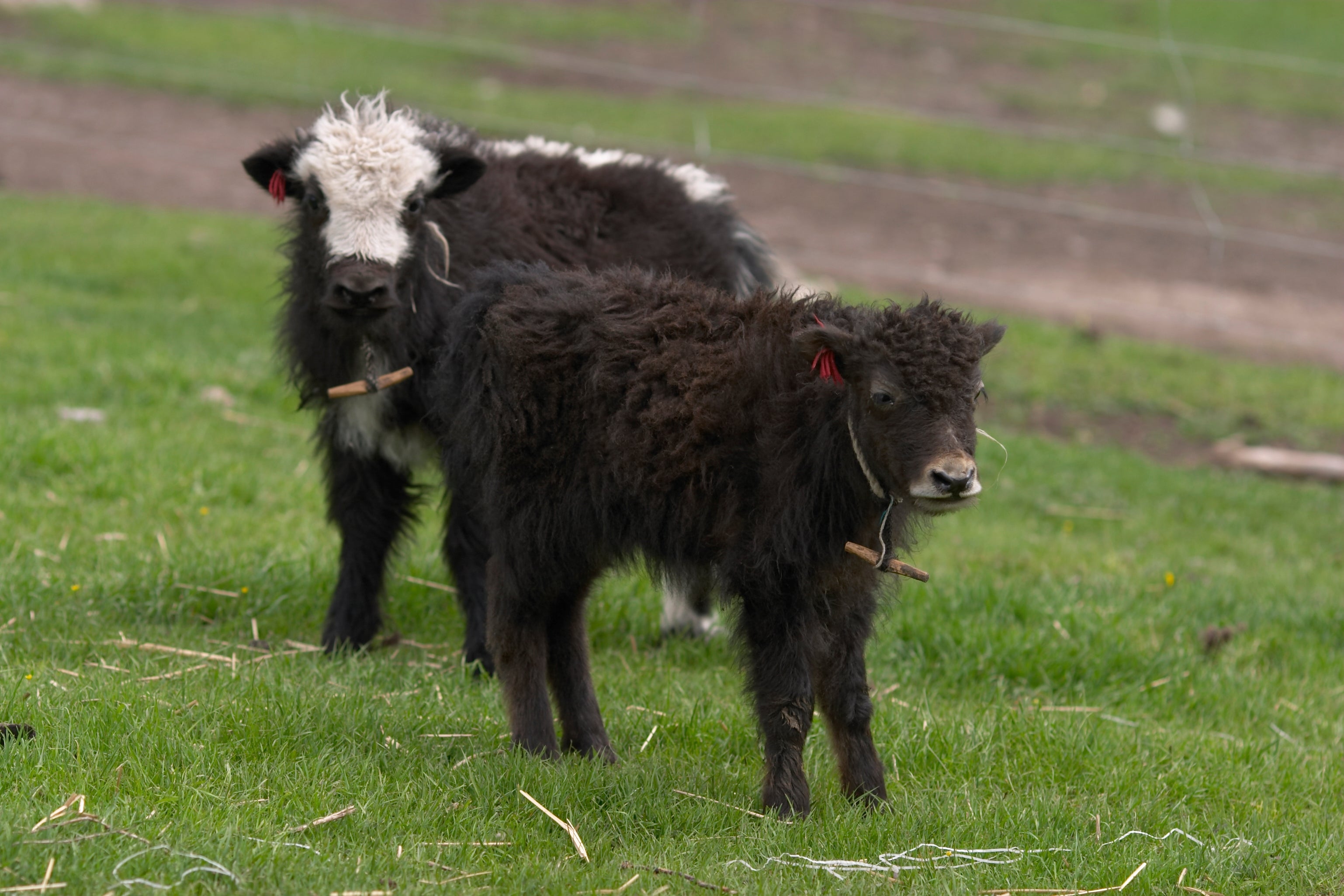 mYak's Journey starts in the Tibetan Plateau and ends with you!