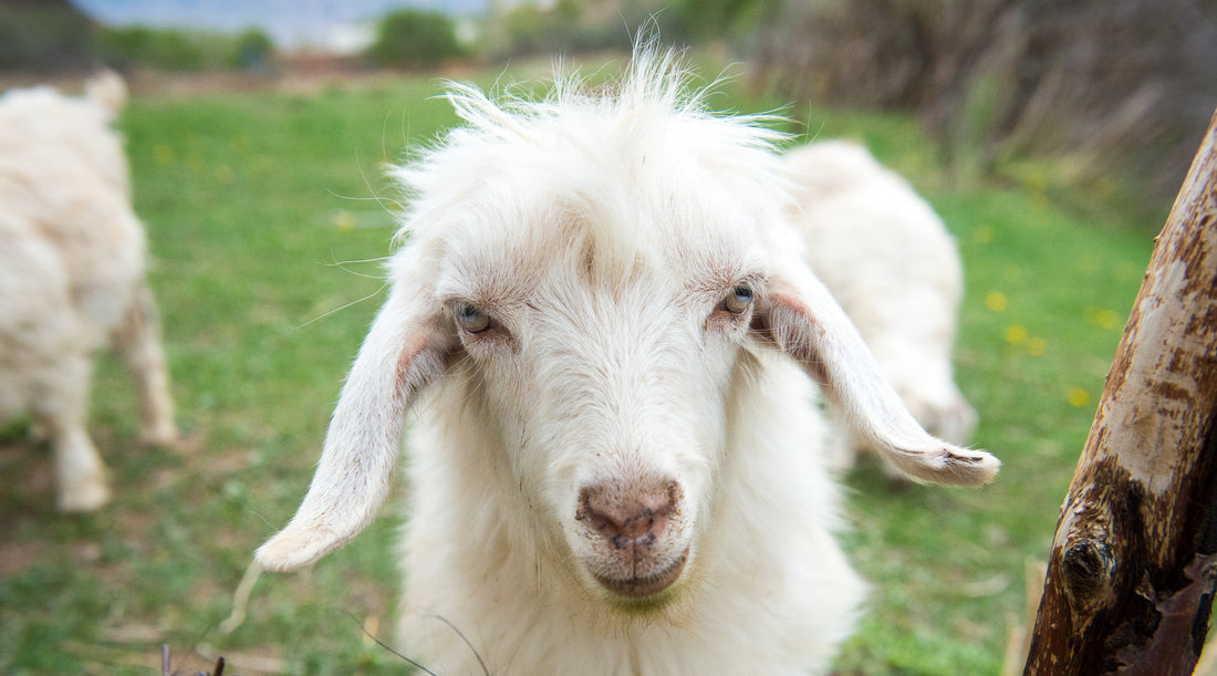 End June on a high, with June Cashmere!