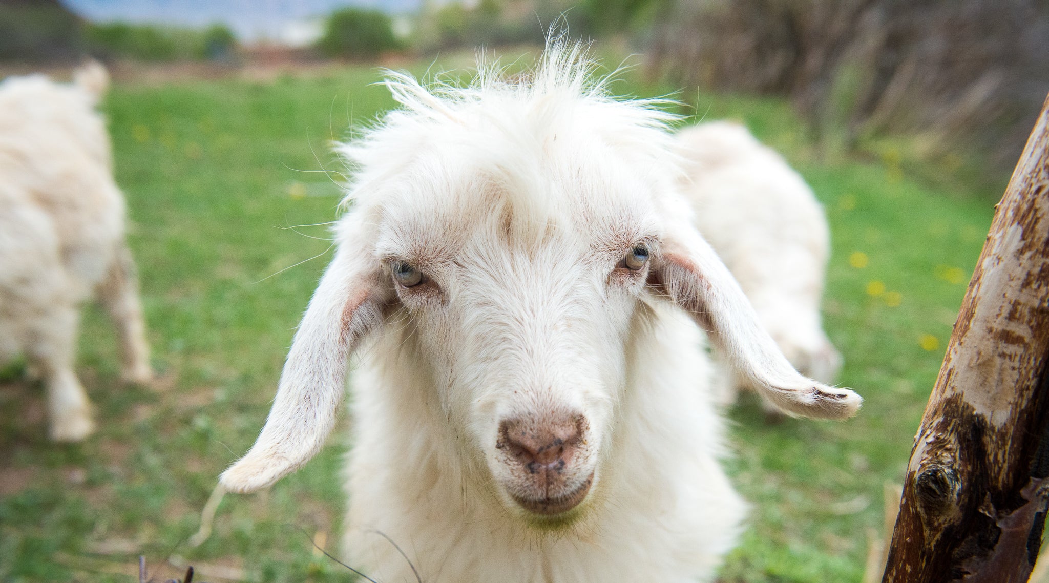 End June on a high, with June Cashmere!