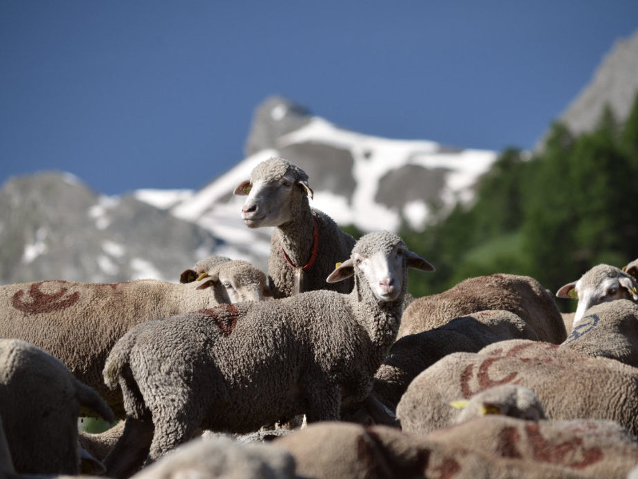 Rosy Green Wool Merino d'arles